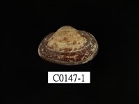 藏品(鳥蛤)的圖片